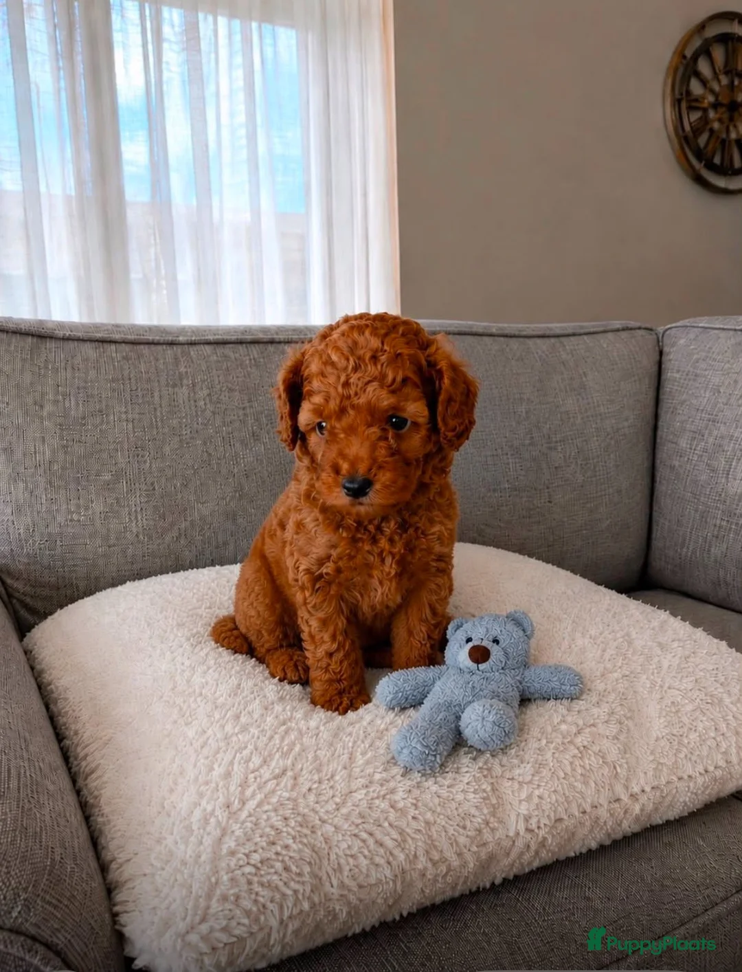 Poedel Toy honden te koop: Toy poedel pup  - Advertentie 1