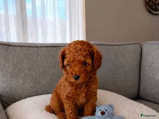 Poedel Toy honden Toy poedel pup - Advertentie 6