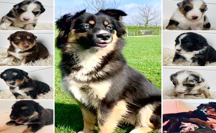 Australian Shepherd honden - Advertentie 15