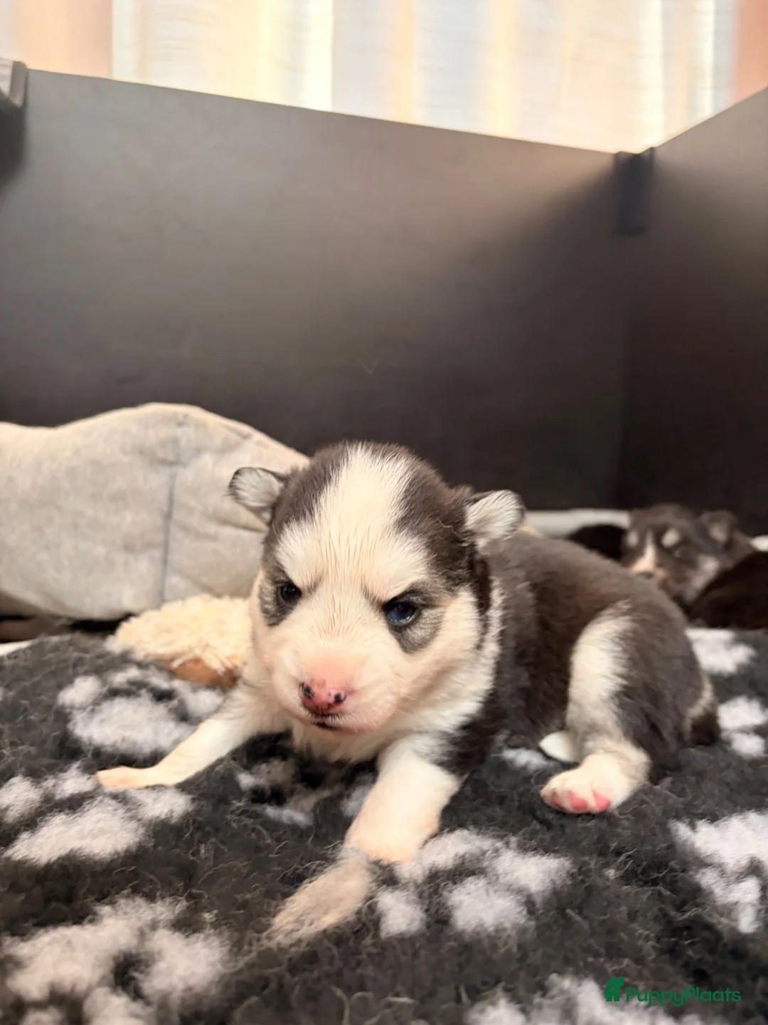Pomsky honden te koop: Pomsky puppy’s  - Advertentie 21