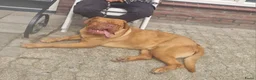 Bordeaux Dog honden te koop: Bordeaux dog zoekt nieuwe huisje  - Advertentie 2