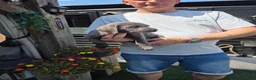 Labrador Retriever honden te koop: Charcoal labrador  retriever in Esch - Advertentie 3