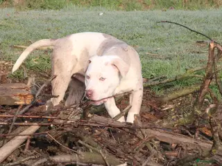 Amerikaanse Bully honden American Bully XL laatste reu - Advertentie 4