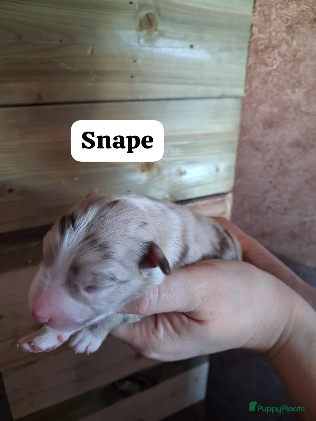Australian Shepherd honden te koop: 10 prachtige Australische herder pups! - Advertentie 14