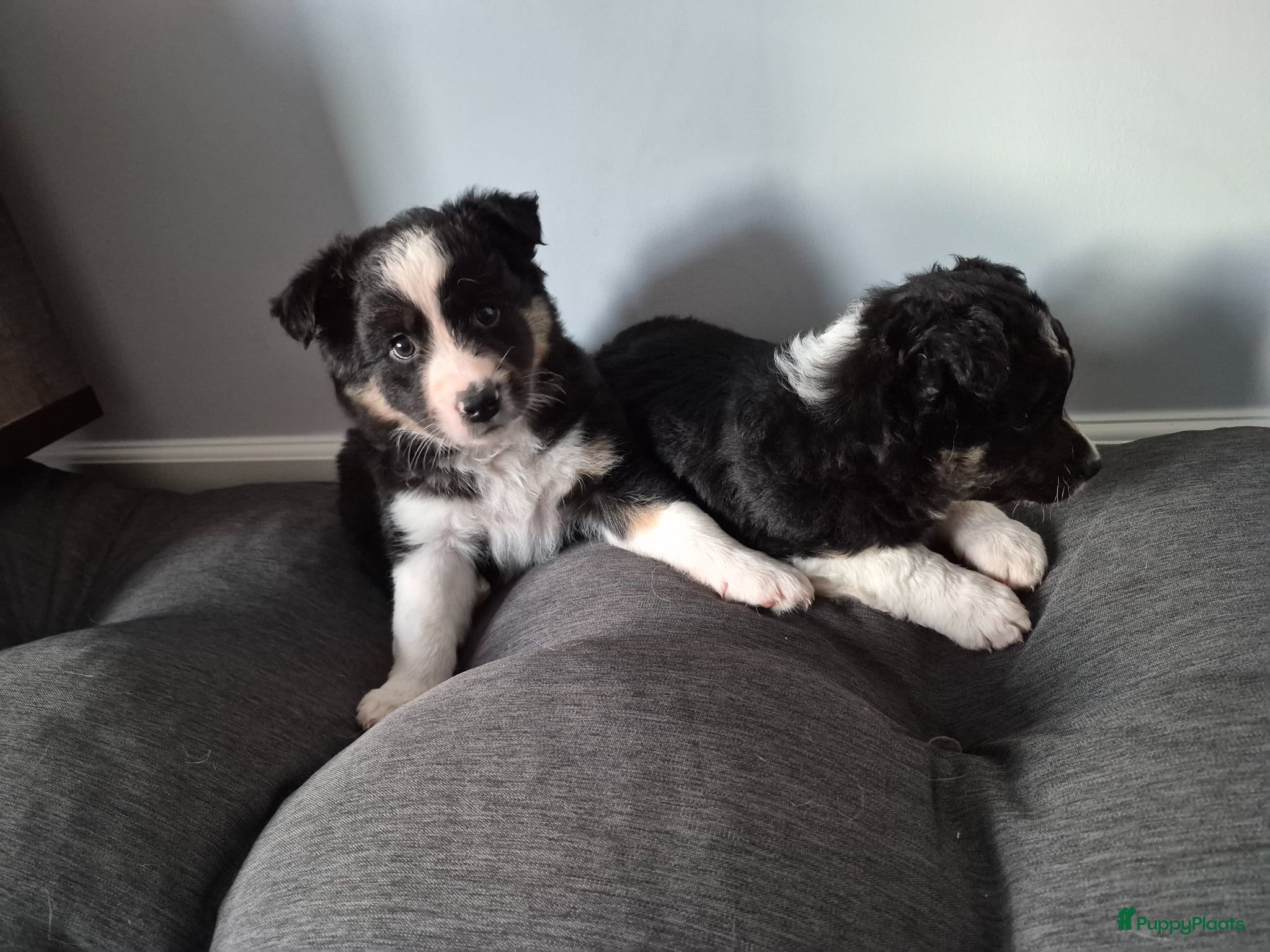 Border Collie honden Twee leuke bordercollie reutjes - Advertentie 1