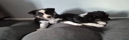 Border Collie honden te koop: Twee leuke bordercollie reutjes in Doezum - Advertentie 1