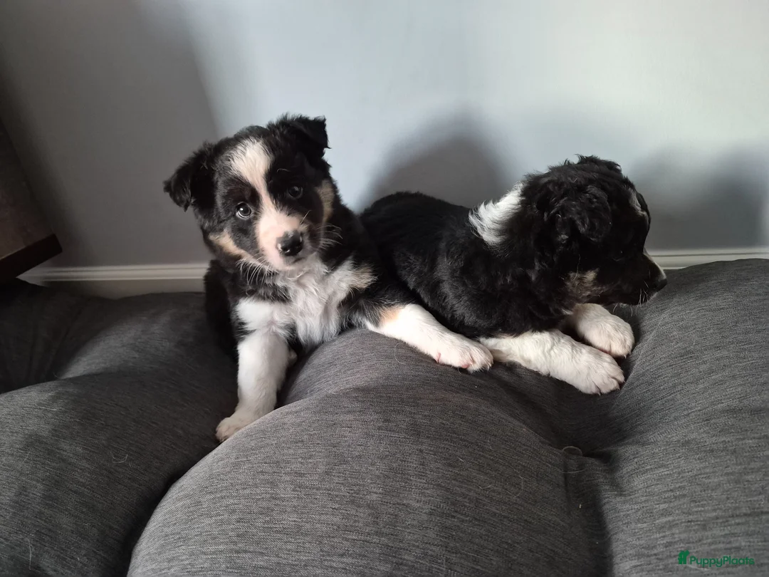 Border Collie honden te koop: Twee leuke bordercollie reutjes in Doezum - Advertentie 1