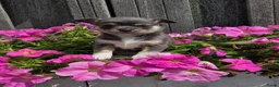 Chihuahua honden te koop: Prachtige blau grijze Chihuahua pup - Advertentie 14