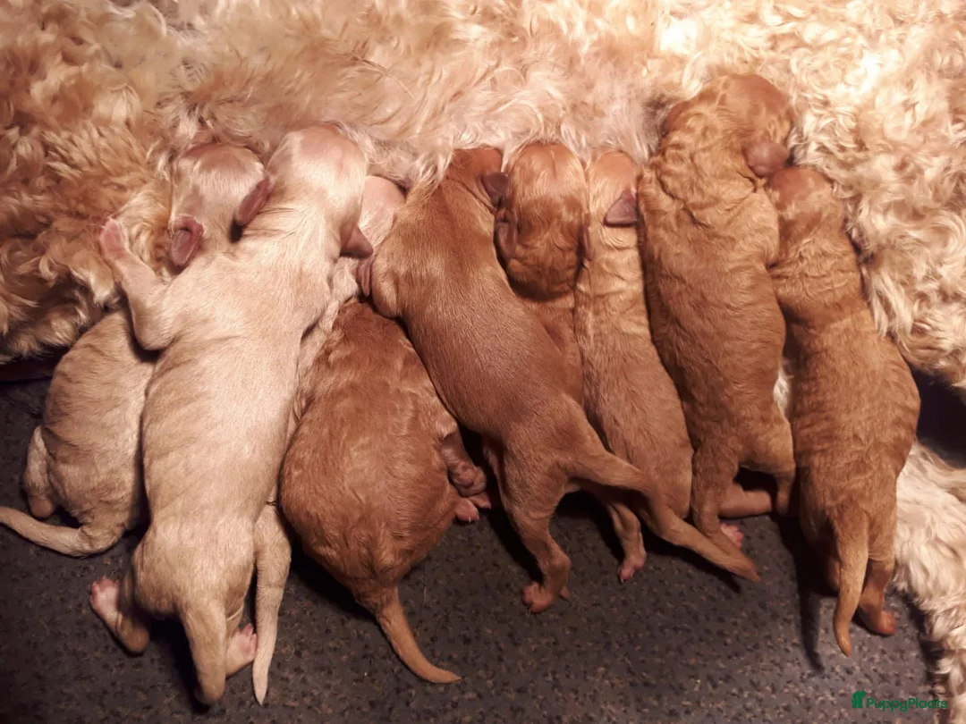 Labradoodle honden te koop: Labradoodle pups medium  - Advertentie 19