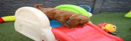 Kruising honden te koop: Prachtig mini Australian labradoodle pupjes - Advertentie 20