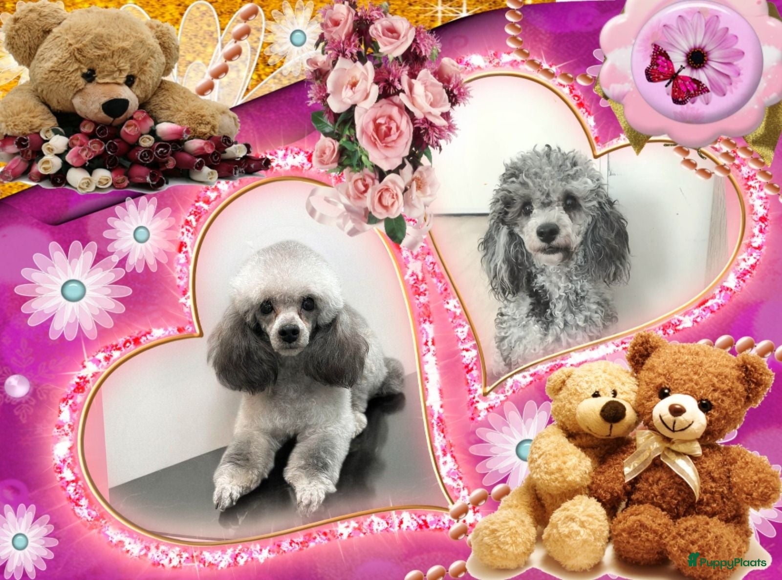 Kruising honden Prachtige dwerg/toy poedel puppys - Advertentie 2