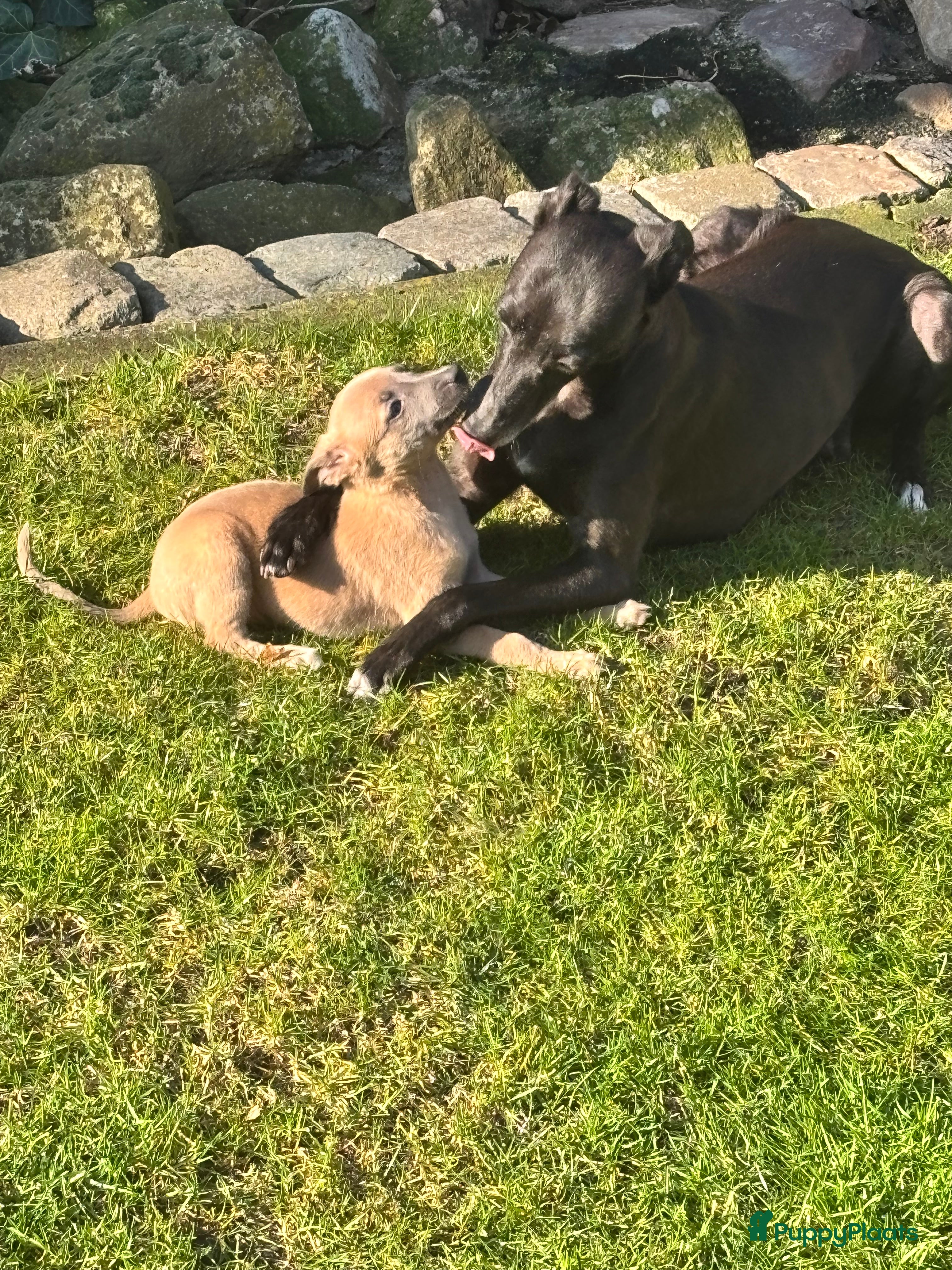 Whippet honden Prachtige whippet pups - Advertentie 13