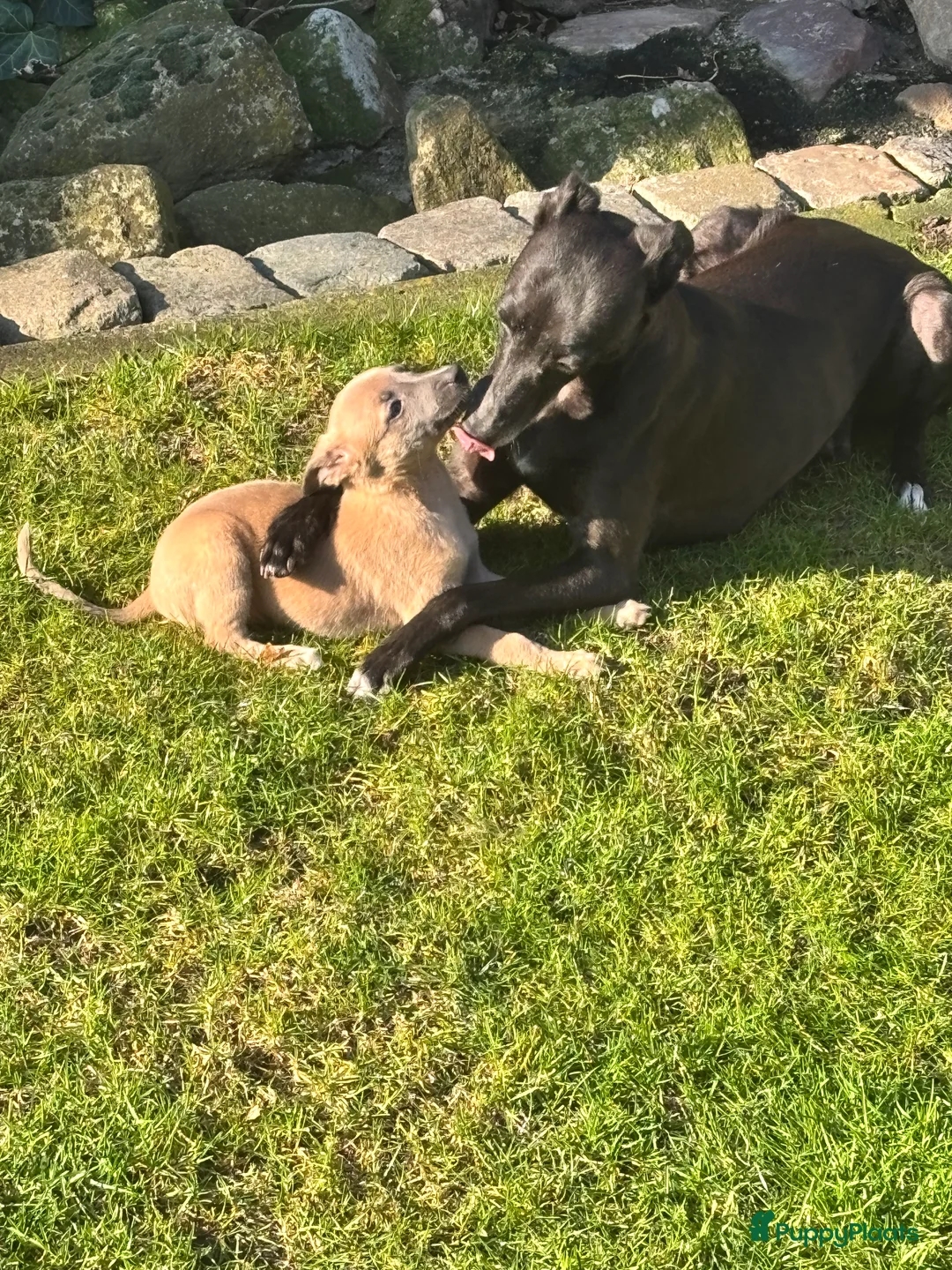 Whippet honden te koop: Prachtige whippet pups - Advertentie 1