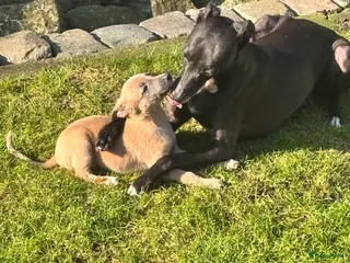 Whippet honden Prachtige whippet pups - Advertentie 13