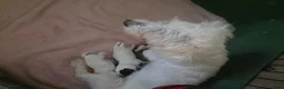 Malshi honden te koop: Boomer pups in Heerlen - Advertentie 1