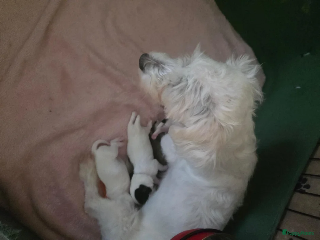 Malshi honden te koop: Boomer pups in Heerlen - Advertentie 1