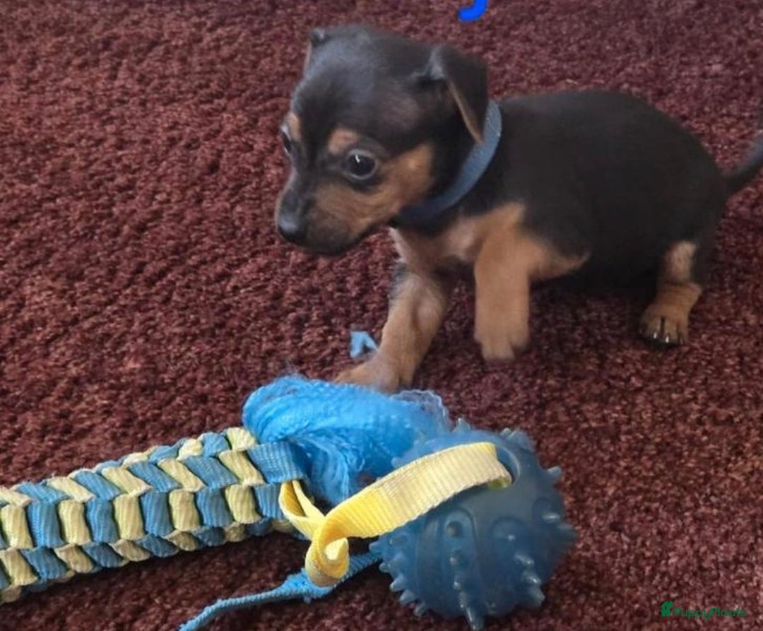 Jack Russel Terriër honden te koop: Jack russel pups - Advertentie 24