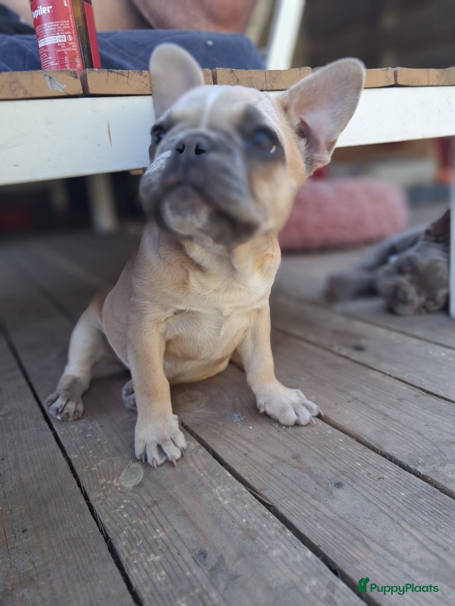 Franse Bulldog honden Prachtige Franse bulldogPups - Advertentie 1