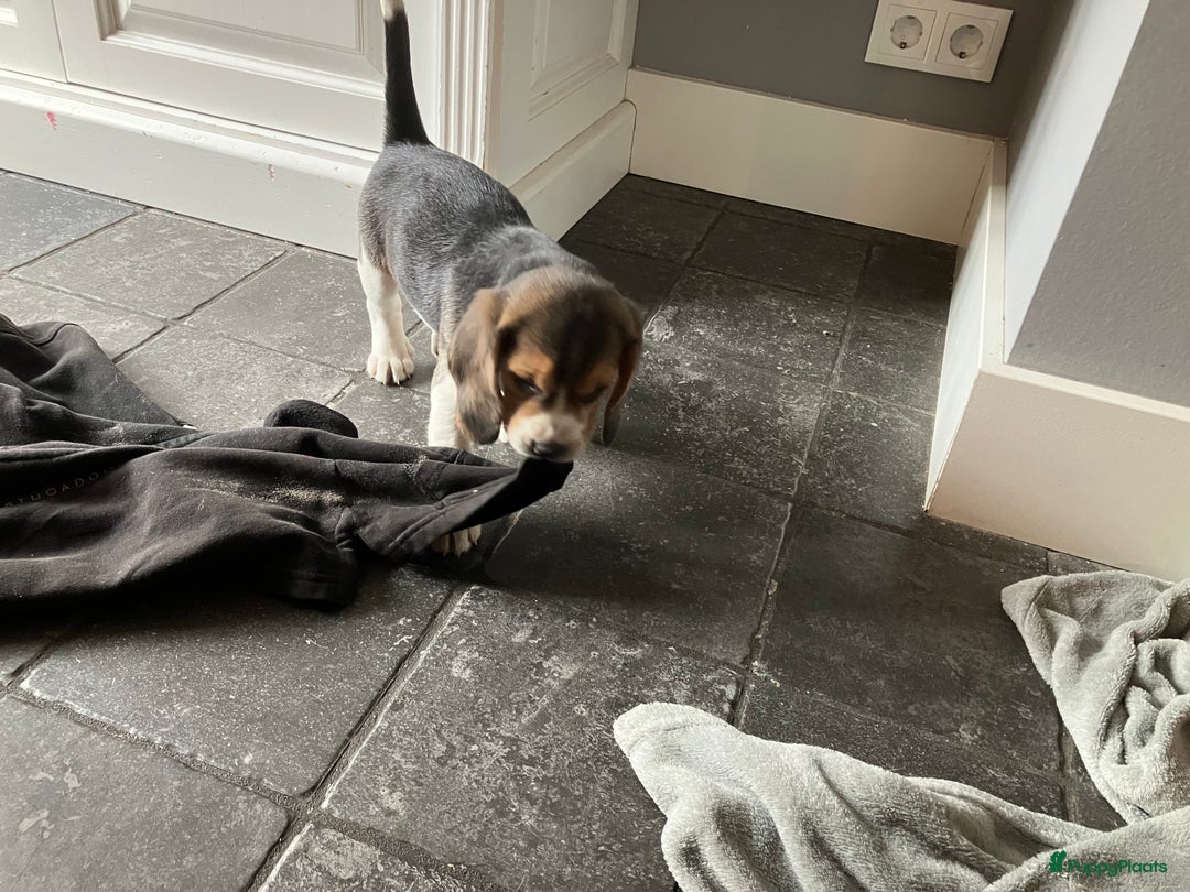 Beagle honden te koop: Beagle pups - Advertentie 14