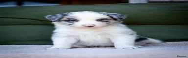 Border Collie 3