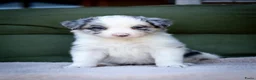 Border Collie honden te koop: FCI stamboom Bordercollie pups te koop 🩷🩵🩵🩵 - Advertentie 4