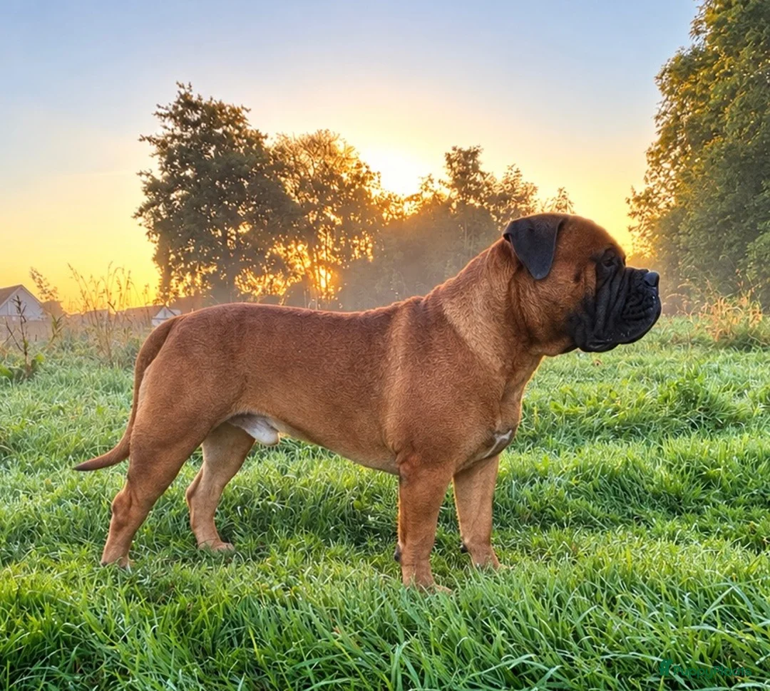 Bullmastiff honden ter dekking: Bullmastiff Dekreu - Advertentie 2
