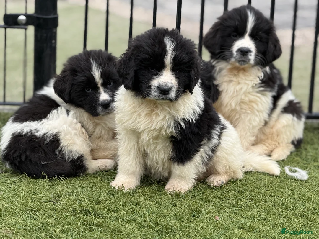 Newfoundlander honden te koop: Newfoundlander pups  - Advertentie 6