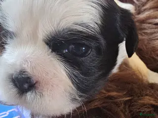 Kruising honden boomer pups - Advertentie 3