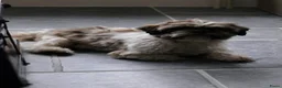 Shih Tzu honden te koop: Nestje met prachtige Shih Tzu pups  - Advertentie 19