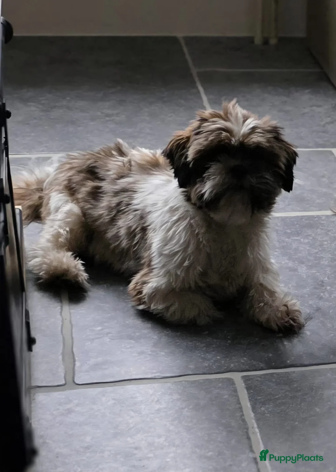 Shih Tzu honden te koop: Nestje met prachtige Shih Tzu pups  - Advertentie 19