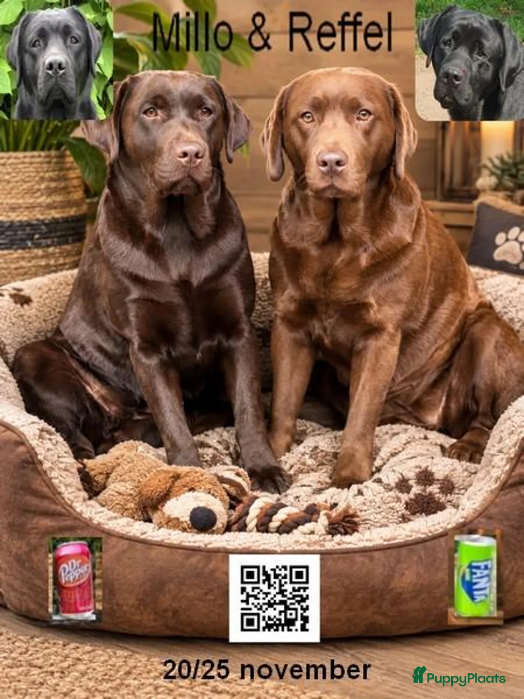 Labrador Retriever honden te koop: Aadallabrador puppy's verwacht  - Advertentie 1