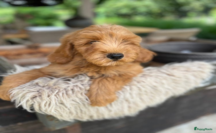 Labradoodle honden - Advertentie 6