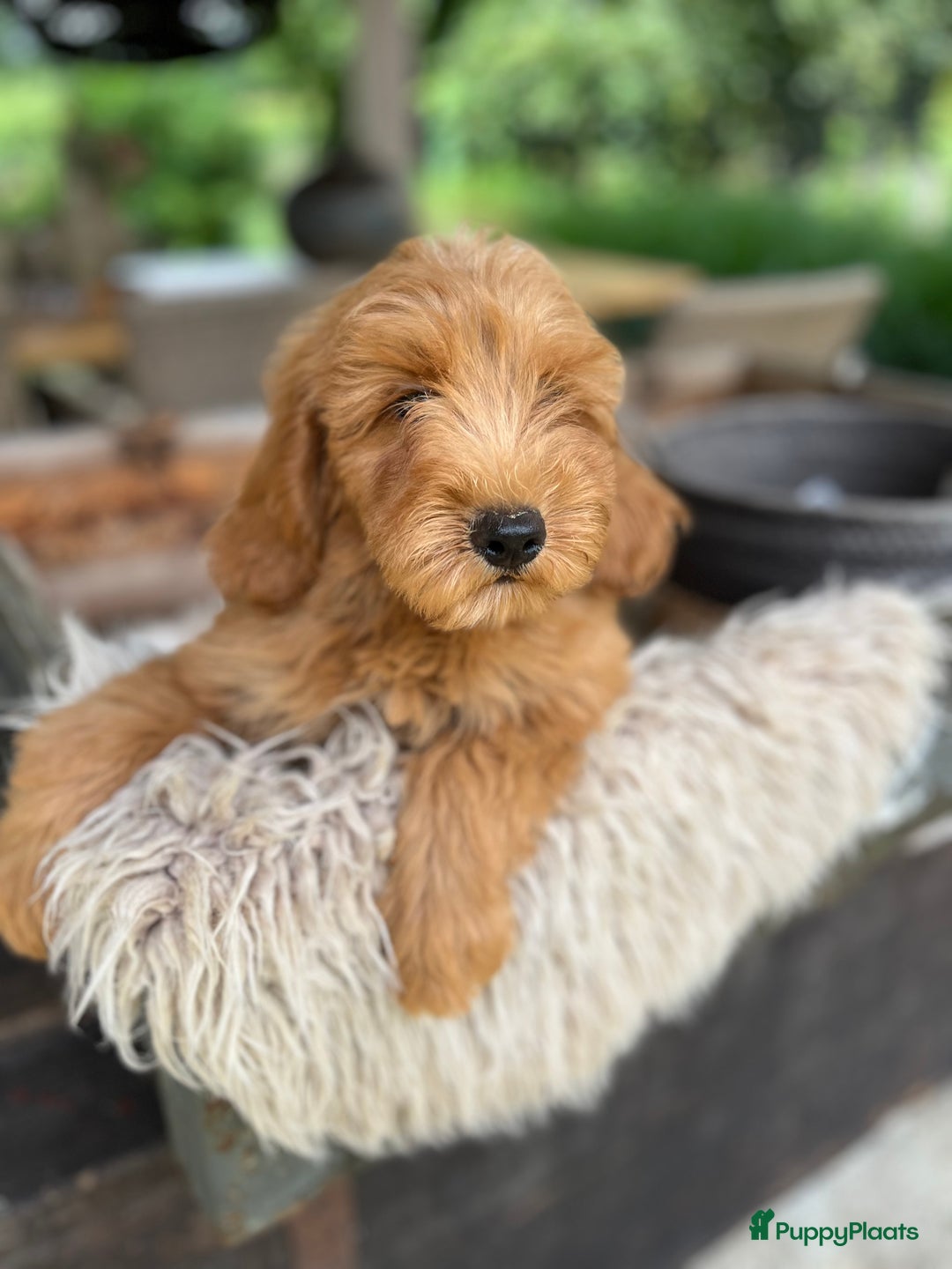 Labradoodle honden te koop: Labradoodle  - Afbeelding 1