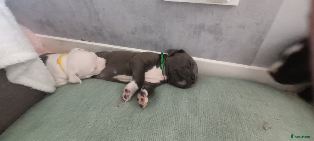 American Staffordshire Terriër honden te koop: beautiful Puppies for sale   - Afbeelding 3