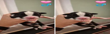 Border Collie 3