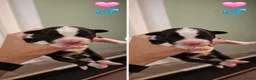Border Collie honden te koop: Liefdevol gefokte Border Collie pups (FCI/LOSH) - Advertentie 10