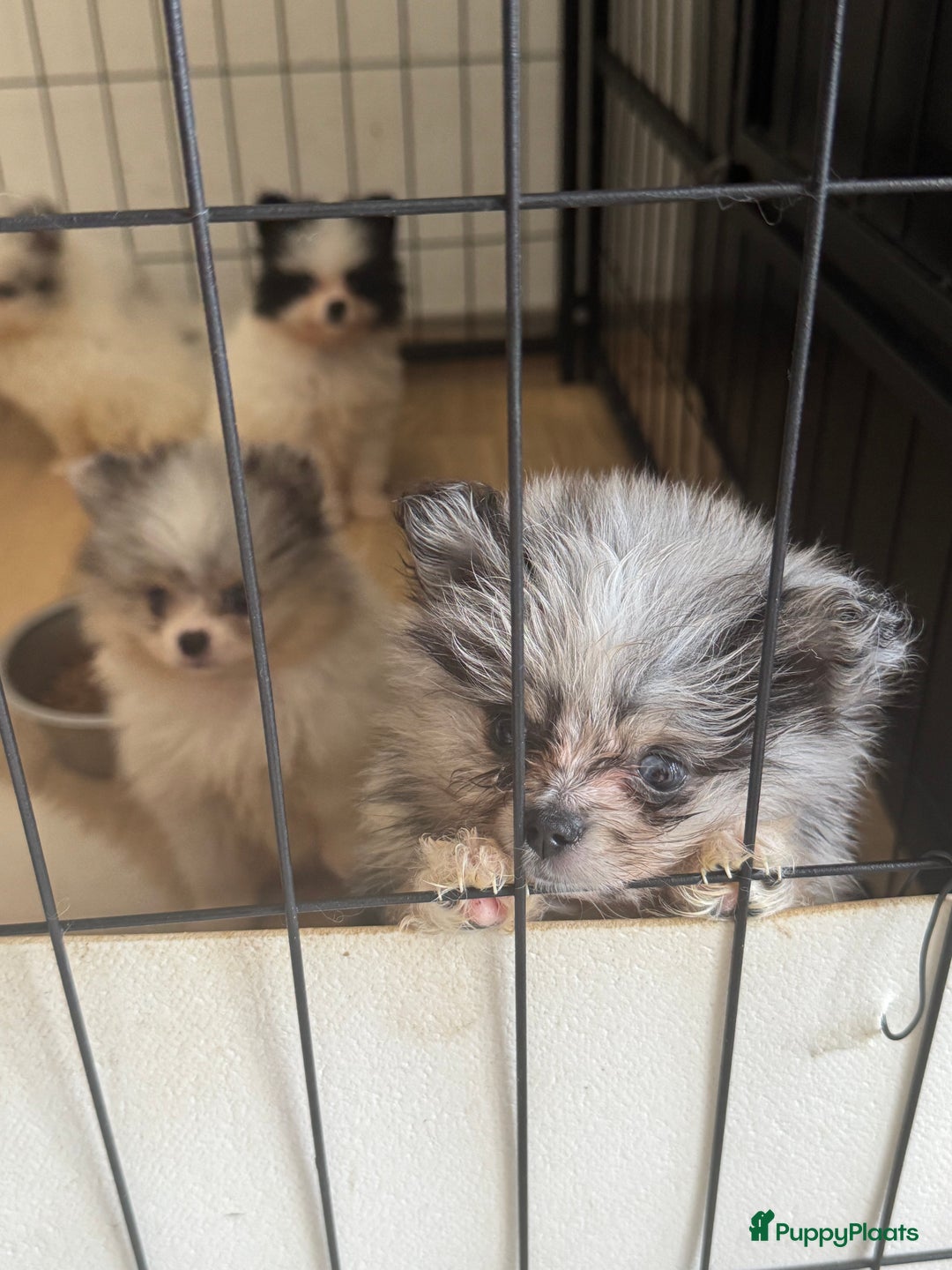 Pomeriaan honden te koop:  puppies met blauwe oogjes 😍 in Zoetermeer - Afbeelding 4