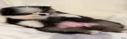 Pomeriaan honden te koop: Prachtige gezonde, speelse pups  - Advertentie 6