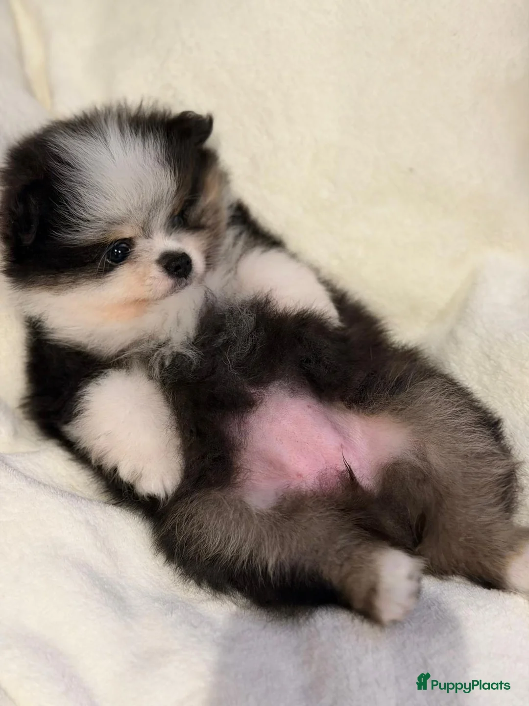 Pomeriaan honden te koop: Prachtige gezonde, speelse pups  - Advertentie 6