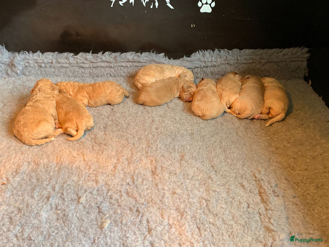Kruising honden te koop: Goldendoodle Medium Pups Geboren - Advertentie 19