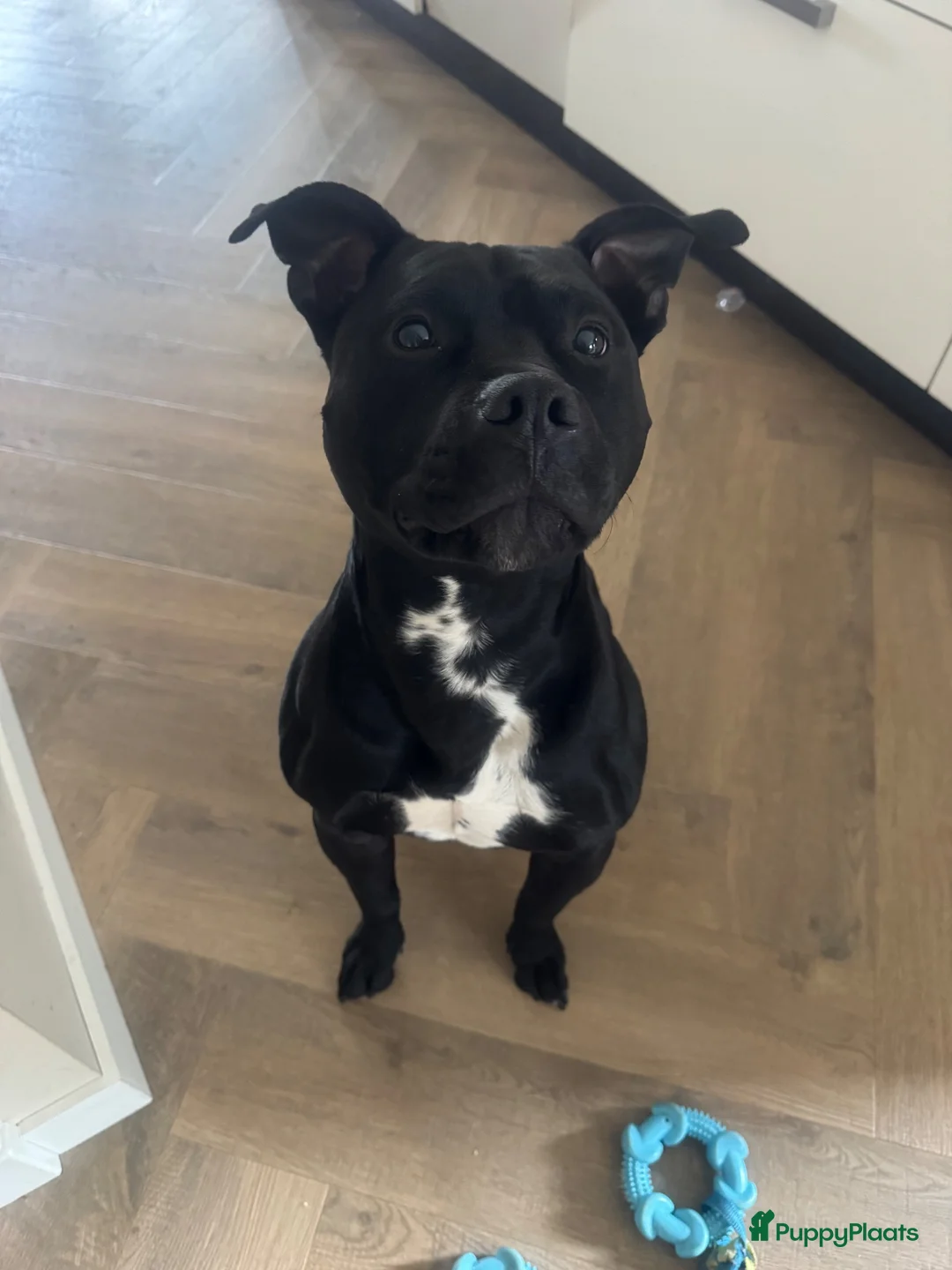 American Staffordshire Terriër honden te koop: Lieve Amerikaanse Stafford  - Advertentie 3