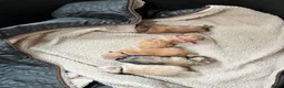 Pomeriaan honden te koop: Pomeriaan pupjes (keeshond) 2 gereserveerd - Advertentie 13