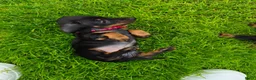 Teckel (korthaar)  honden te koop: Ras zuivere dwerg teckel pups  - Advertentie 5