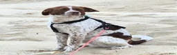 Kruising honden ter adoptie: Jopie - Advertentie 4