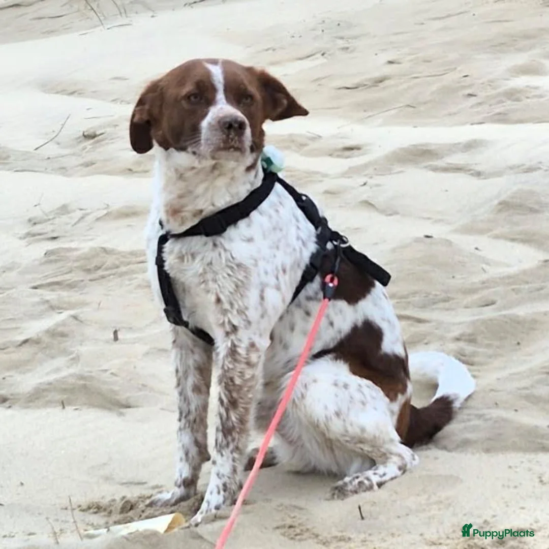 Kruising honden ter adoptie: Jopie - Advertentie 4