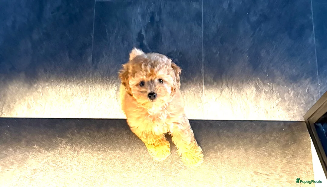 Maltipoo honden te koop: Maltipoo reutje super mooi, uit geteste ouders - Advertentie 2