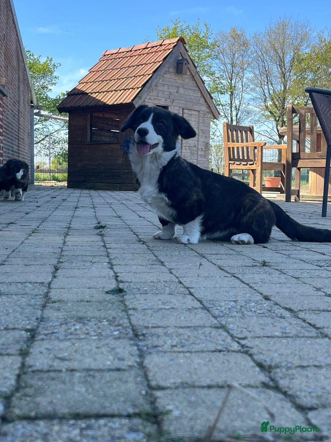 Welsh Corgi Cardigan honden te koop: Prachtige Welsh corgi cardigan pups - Advertentie 2