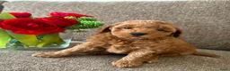 Kruising honden te koop: Dwergpoedelpuppy’s  - Advertentie 3