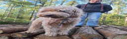 Australian Labradoodle honden te koop: Labradoodle pups verwachtte grootte 44 cm in Rijssen - Advertentie 19