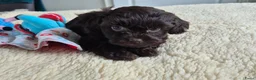 Kruising honden te koop: Lieve mini boompoo  - Advertentie 11